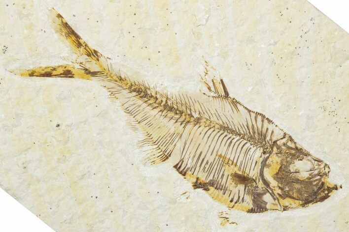 Detailed Fossil Fish (Diplomystus) - Wyoming #345388